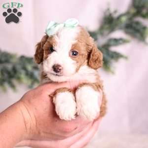 Mochi, Mini Bernedoodle Puppy